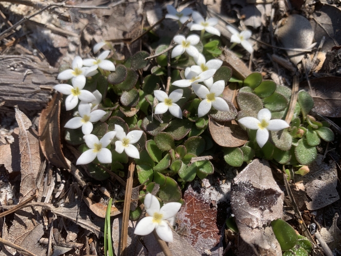 Houstonia procumbens image