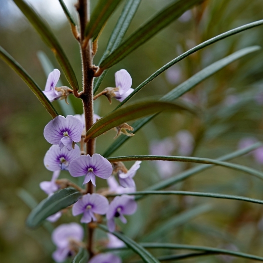 Hovea longifolia image