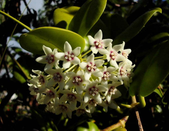 Hoya australis image
