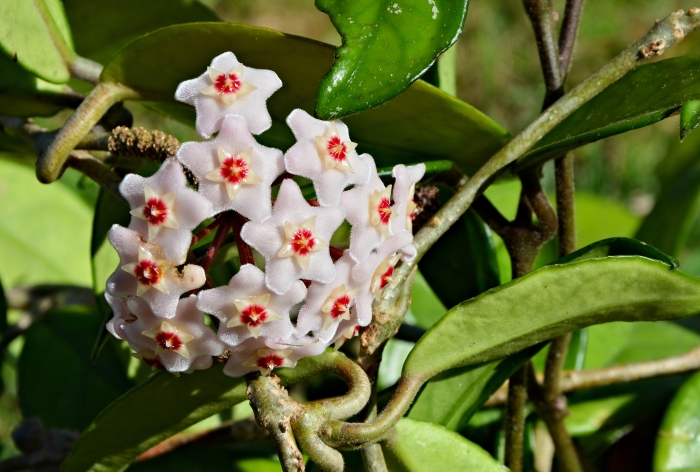 Hoya carnosa image
