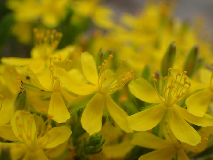 Hudsonia ericoides image