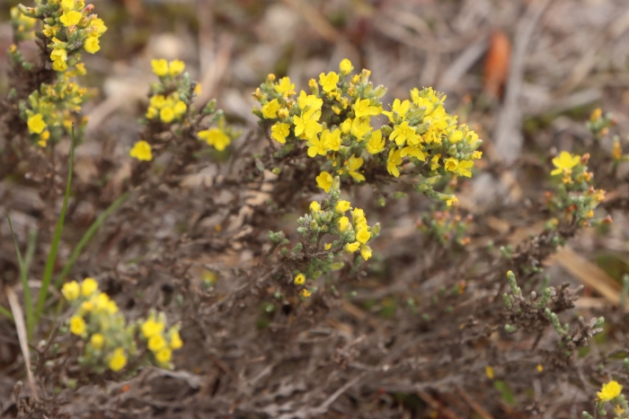 Hudsonia tomentosa image