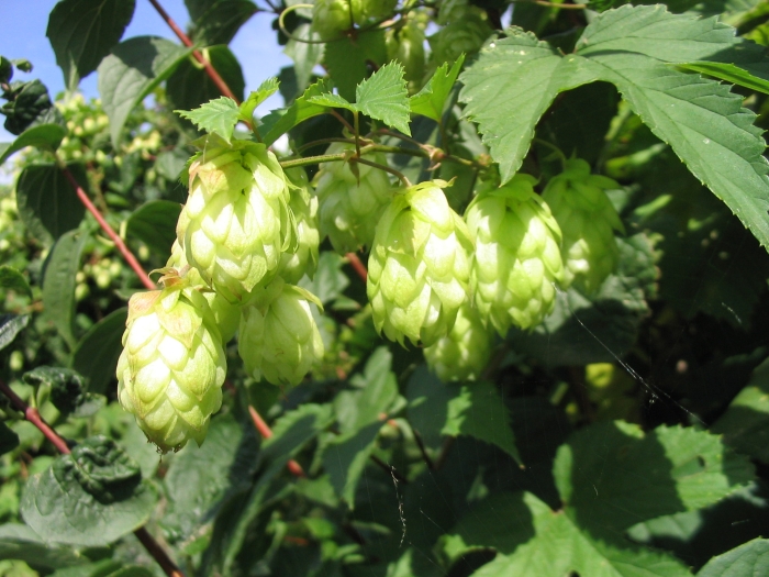 Humulus lupulus image
