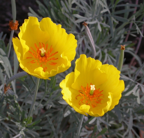 Hunnemannia fumariifolia image