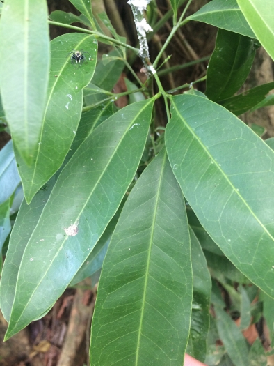Hunteria zeylanica image