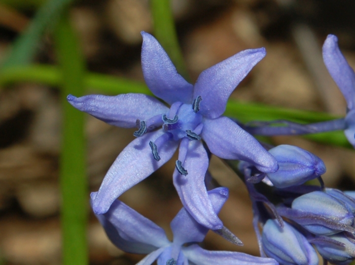Hyacinthoides italica image