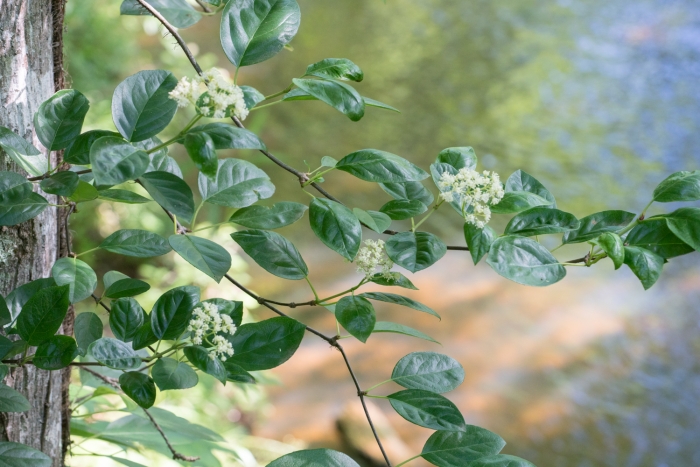 Hydrangea barbara image