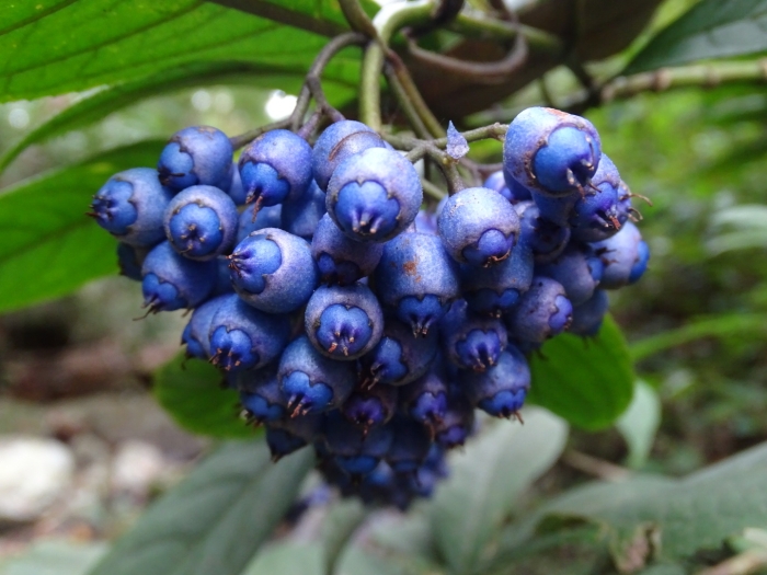 Hydrangea febrifuga image