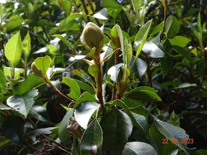 Hydrangea seemannii image