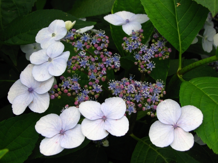 Hydrangea serrata image