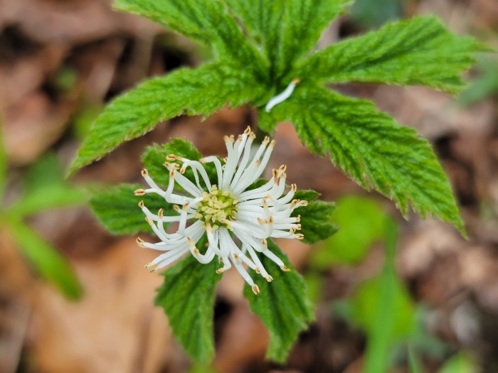 Hydrastis canadensis image