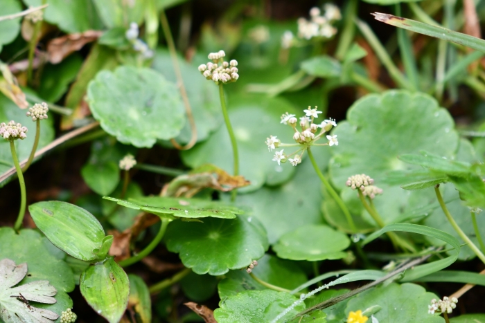 Hydrocotyle umbellata image