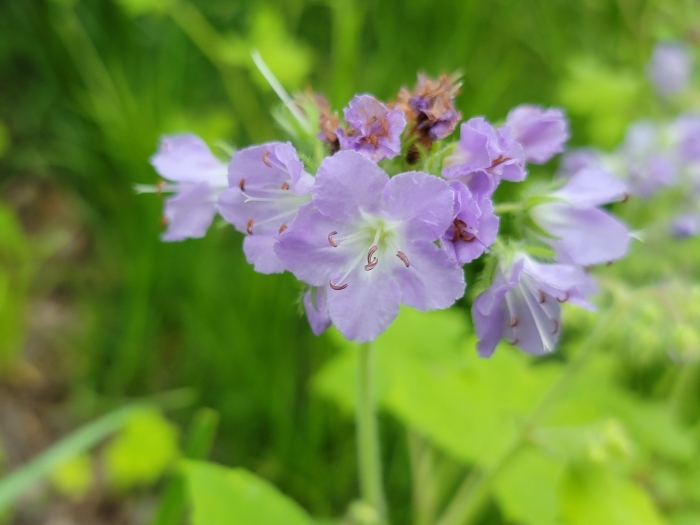 Hydrophyllum appendiculatum image
