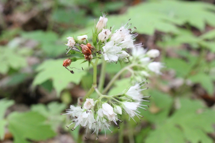Hydrophyllum canadense image