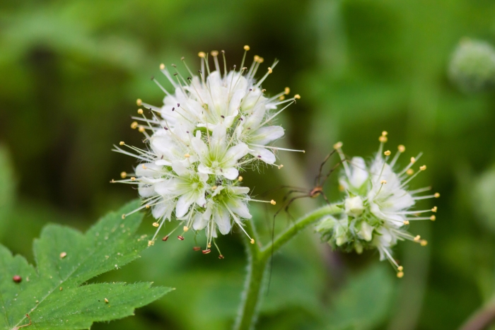 Hydrophyllum macrophyllum image