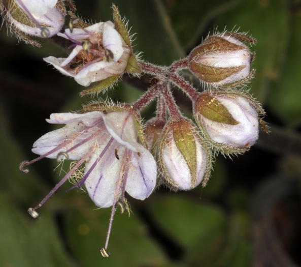 Hydrophyllum occidentale image