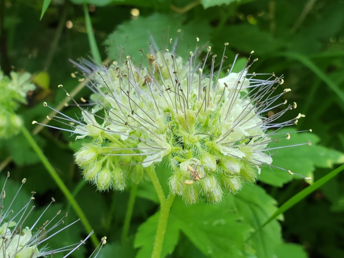Hydrophyllum tenuipes image