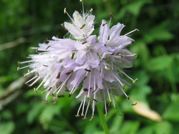Hydrophyllum virginianum image