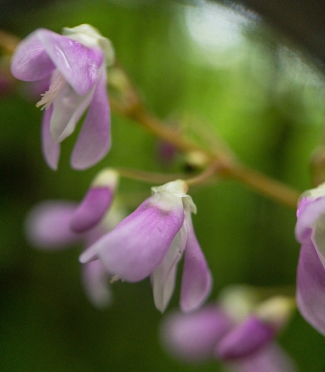 Hylodesmum nudiflorum image