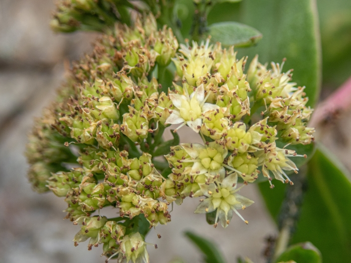 Hylotelephium maximum image