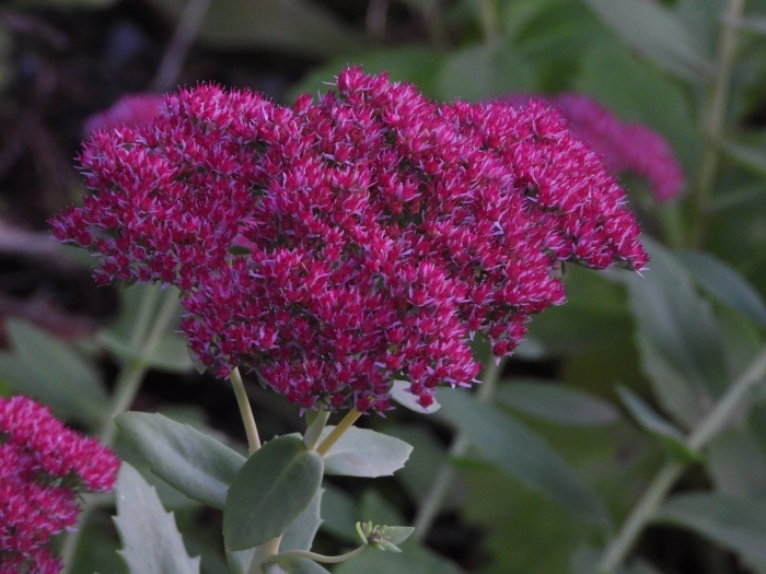 Hylotelephium spectabile × telephium image