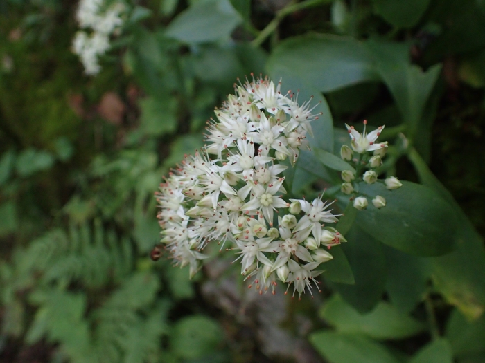 Hylotelephium telephioides image