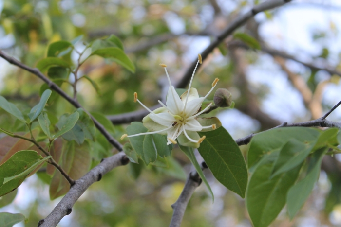 Hymenaea courbaril image