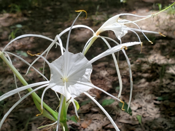 Hymenocallis occidentalis image