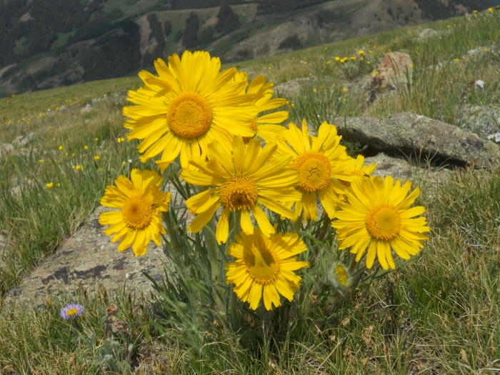 Hymenoxys grandiflora image