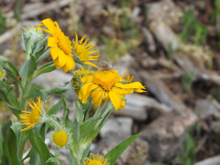 Hymenoxys hoopesii image