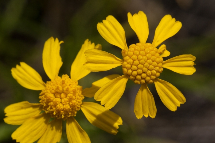 Hymenoxys richardsonii image