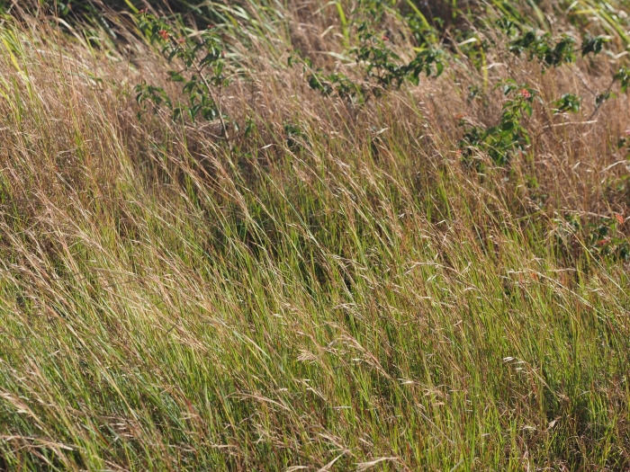 Hyparrhenia hirta image