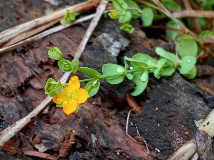 Hypericum anagalloides image