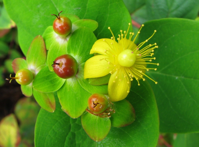 Hypericum androsaemum image