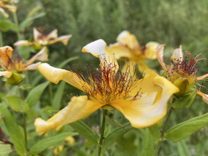 Hypericum ascyron image