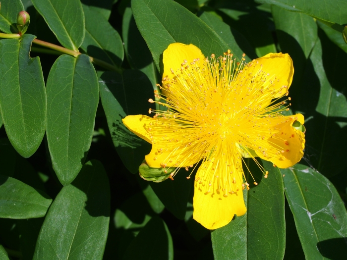 Hypericum calycinum image