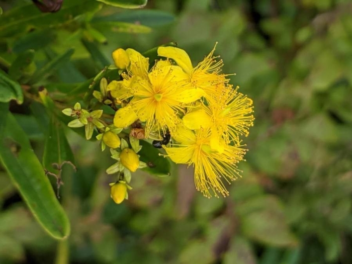 Hypericum densiflorum image