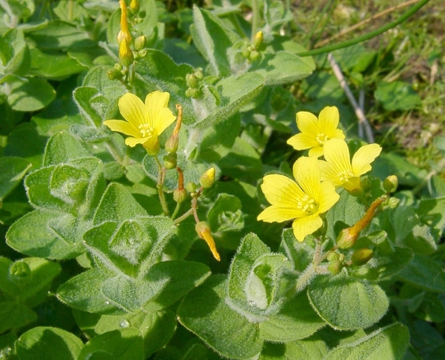 Hypericum elodes image