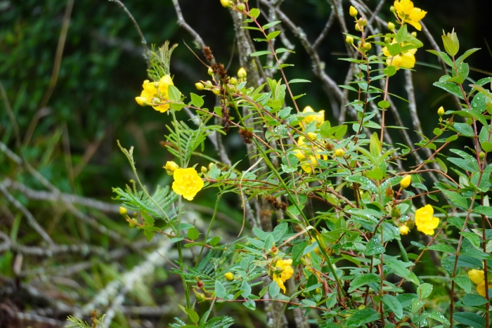 Hypericum forrestii image