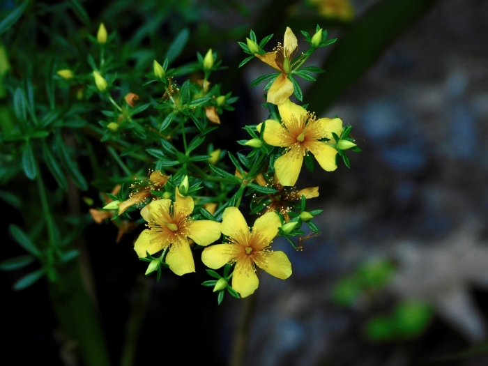 Hypericum galioides image