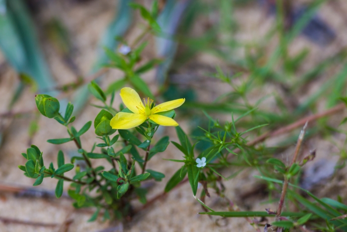 Hypericum hypericoides image
