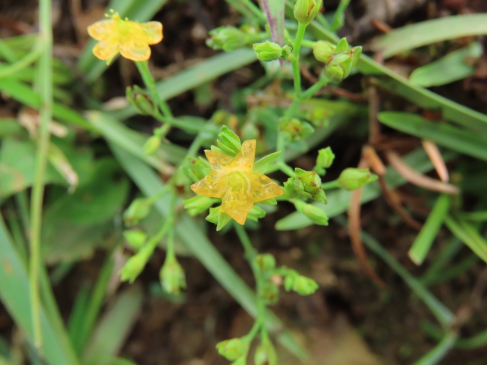 Hypericum japonicum image
