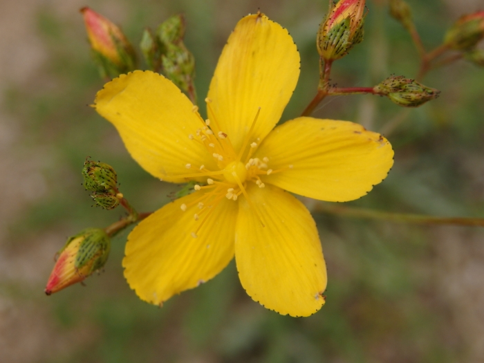Hypericum linariifolium image