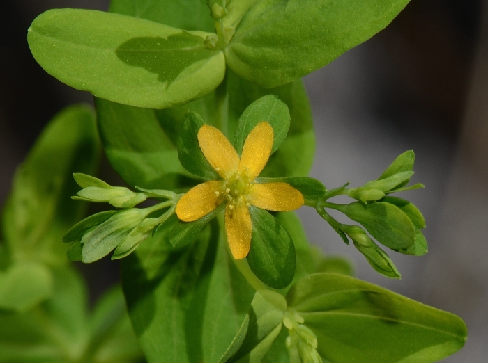 Hypericum mutilum image
