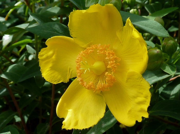 Hypericum patulum image