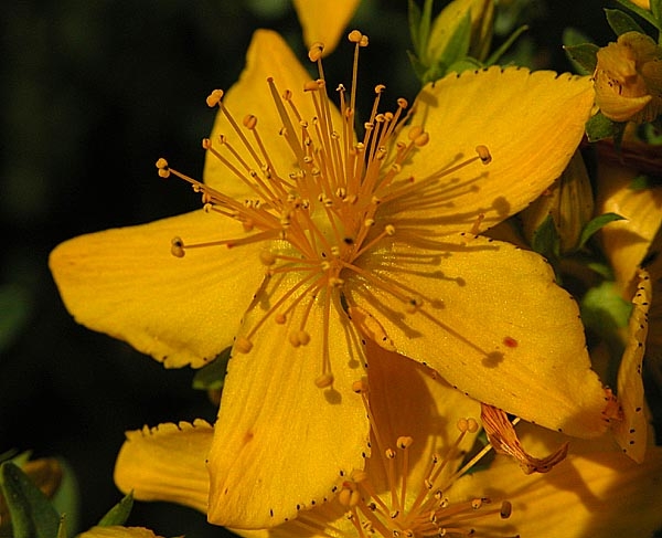 Hypericum perforatum image