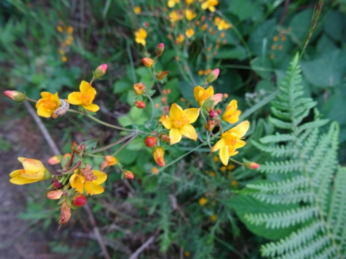 Hypericum pulchrum image