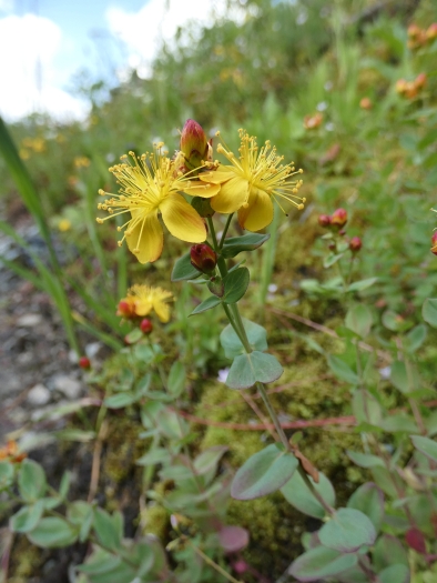 Hypericum scouleri image