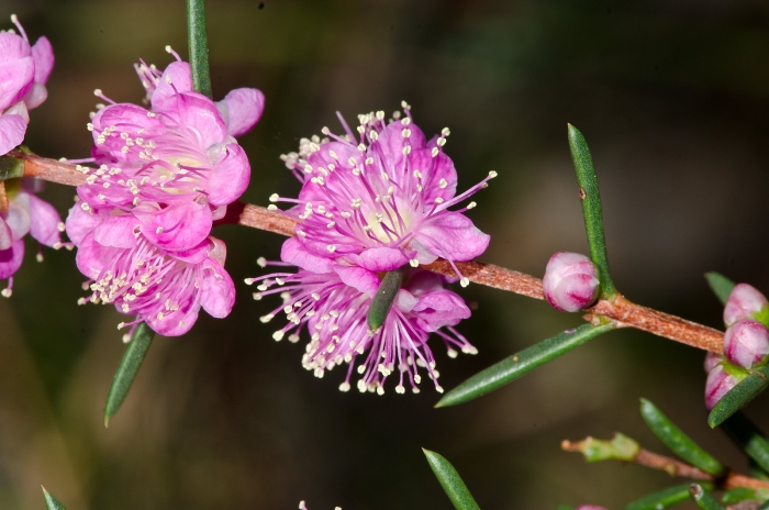 Hypocalymma robustum image