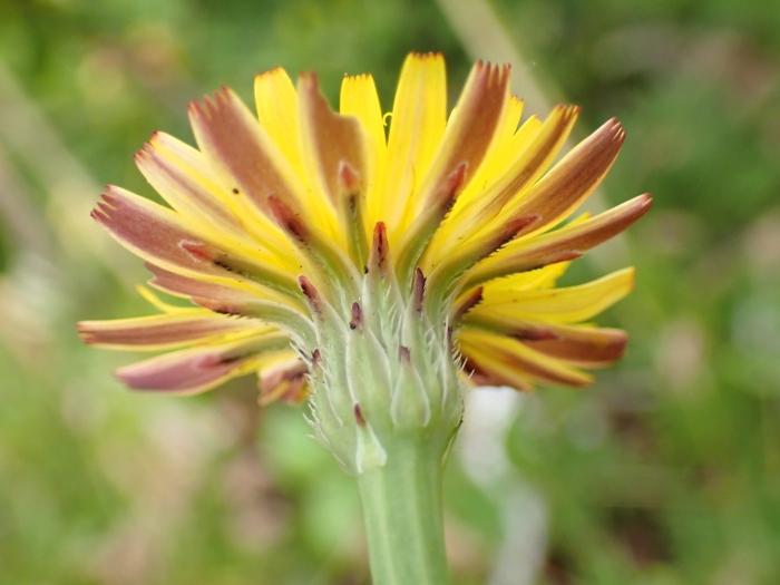 Hypochaeris radicata image